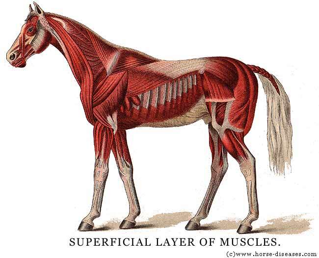 horsemuscleanatomy.jpg