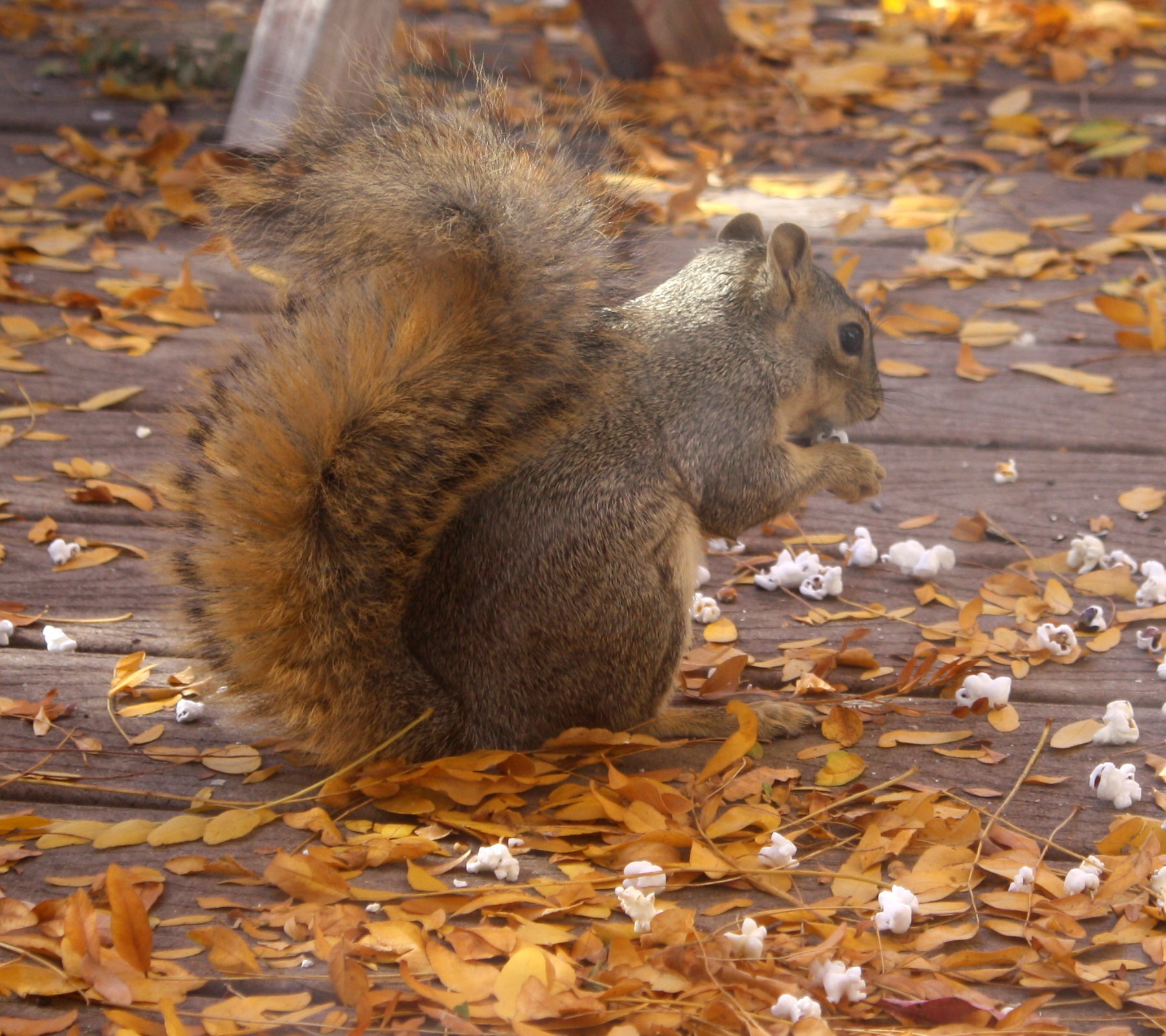 squirreleatingpopcorn.jpg