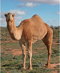 camel1.jpg